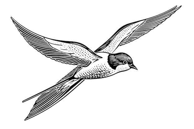 Esbozo de tinta de una golondrina voladora Ilustración vectorial de estilo grabado dibujado a mano