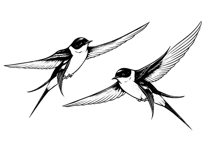 Vector esbozo de tinta de una golondrina voladora ilustración vectorial de estilo grabado dibujado a mano