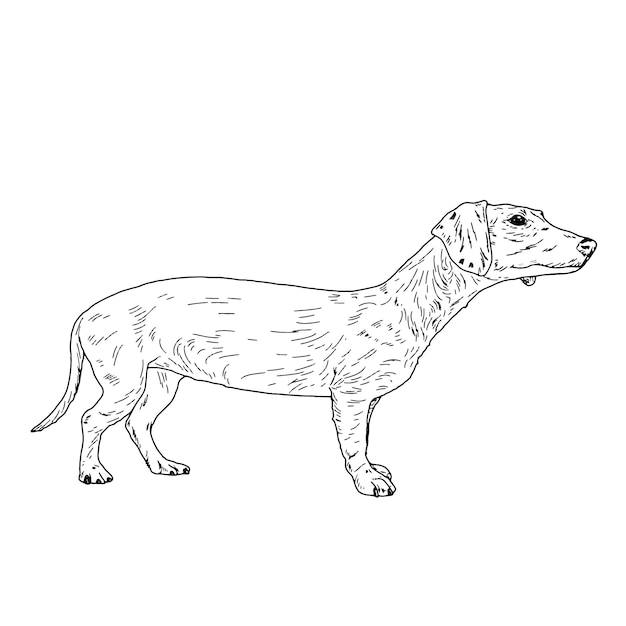Esbozo de tinta negra y blanca de perro pequeño dachshund Ilustración vectorial Un dibujo de un perro de pelo liso con una cola aislada sobre un fondo blanco El boceto está hecho en un estilo simple