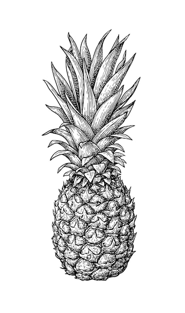 Esbozo con tinta de piña