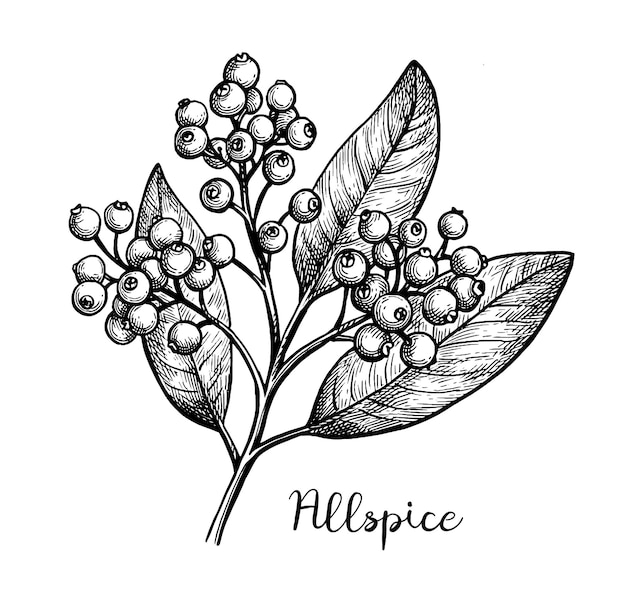 Esbozo de tinta de la rama de Allspice