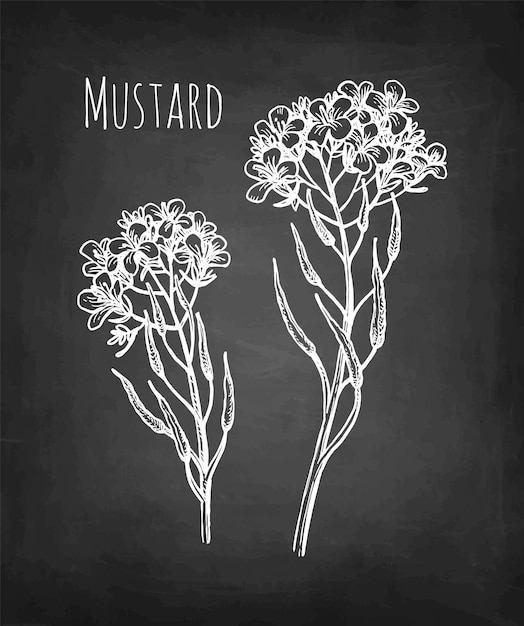 Esbozo de tiza de las flores de mostaza
