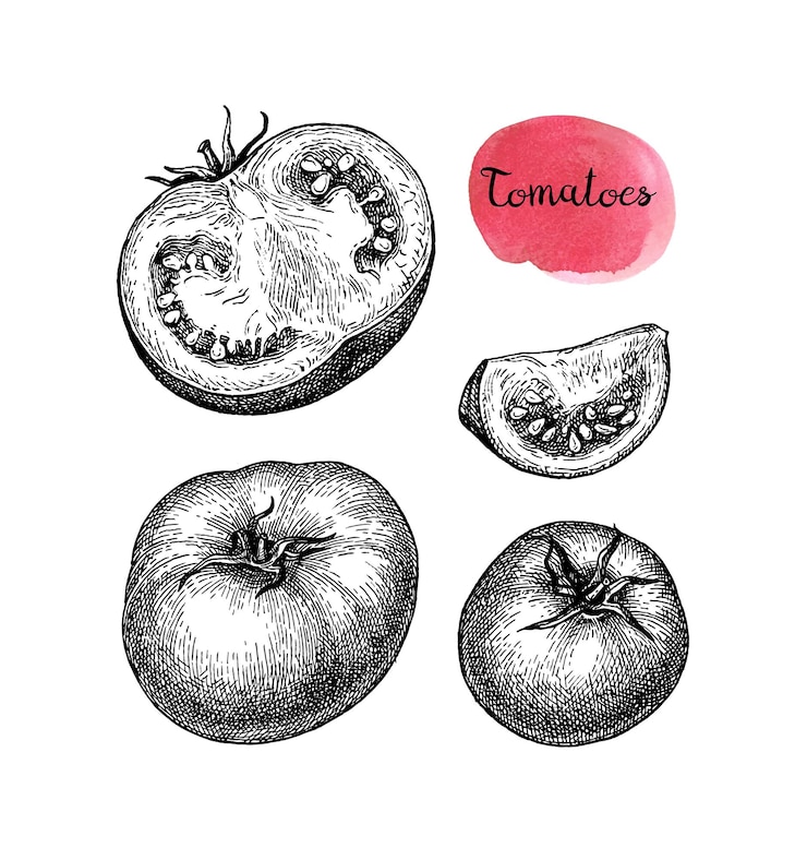 Vector esbozo de tomate con tinta