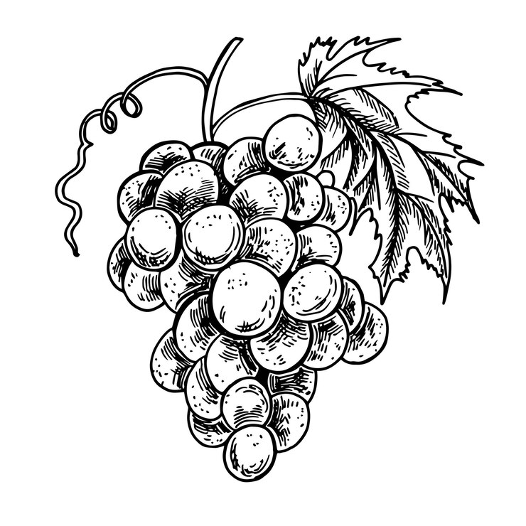 Vector esbozo de uvas dibujado a mano contorno de la vid de vino hojas bayas clip art grabado vintage antiguo