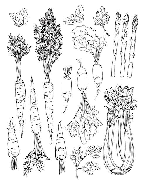 Esbozo vectorial de alimentos verduras y hierbas coloridas zanahorias apio espárragos blancos