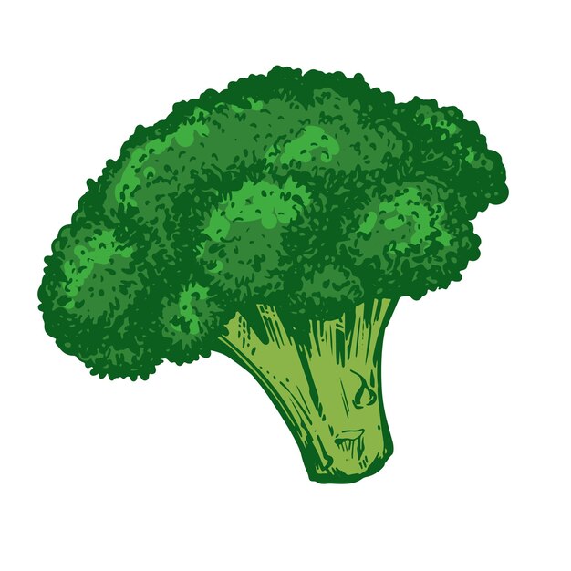 Esbozo vectorial de brócoli verde dibujado a mano imitación de la vieja técnica de grabado de colores