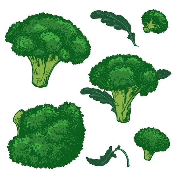 Esbozo vectorial de brócoli verde con hojas de repollo dibujado a mano imitación de grabado de colores antiguos