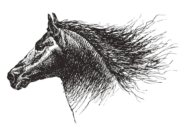 Esbozo vectorial de caballo de pura sangre con cabeza de perfil dibujado a mano con melena voladora aislado en blanco