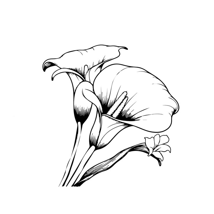 Vector esbozo vectorial de flores de calla ilustración vectoriala de una hermosa flor con un ramo