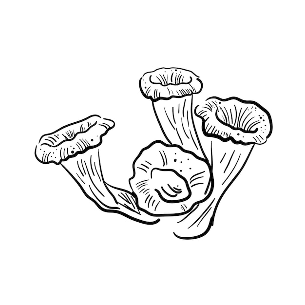 Esbozo vectorial de hongos chanterelles de la familia de los hongos negros cantharellus