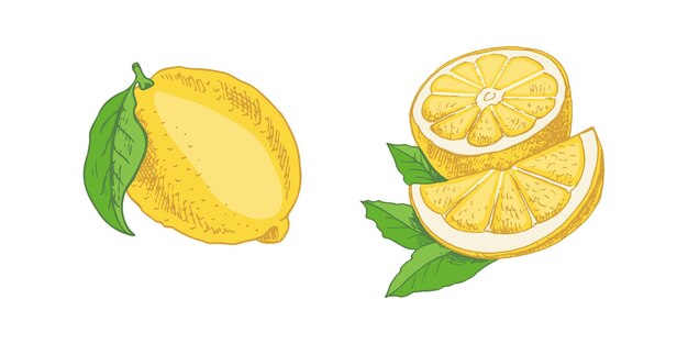 Esbozo vectorial de limón dibujado a mano Planta con hojas Rebanada de limón y mitad de limón Laranja cítrica