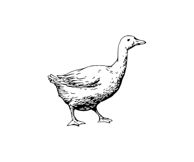 Esbozo vectorial de un pato Ilustración dibujada a mano de un pato