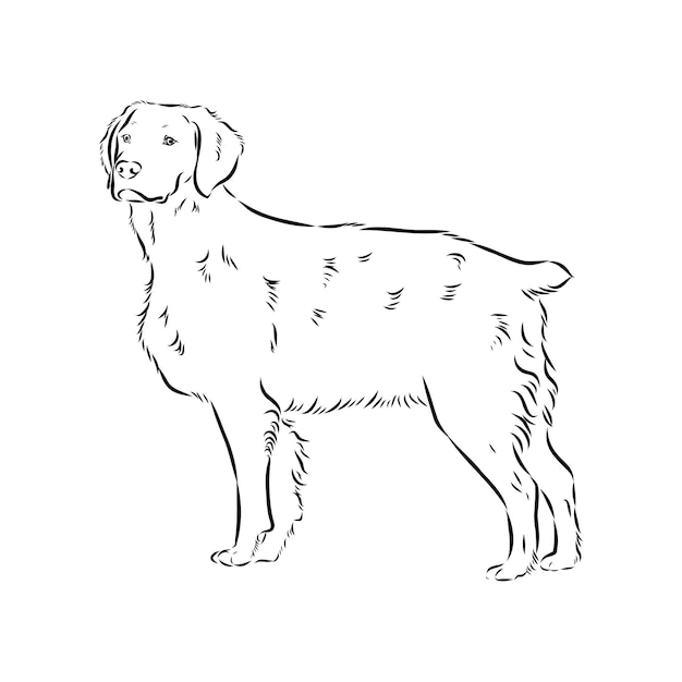Esbozo vectorial del perro bretón español bretón epagnole