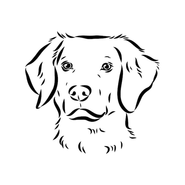 Esbozo vectorial del perro bretón español bretón epagnole