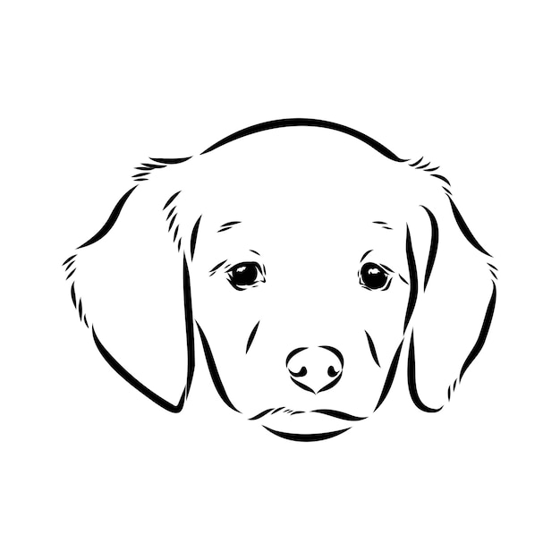 Esbozo vectorial del perro bretón español bretón epagnole