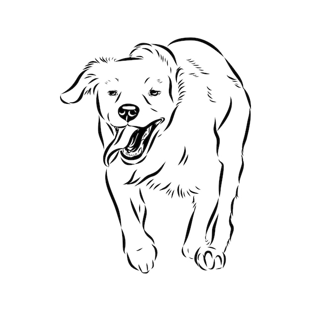 Esbozo vectorial del perro bretón español bretón epagnole