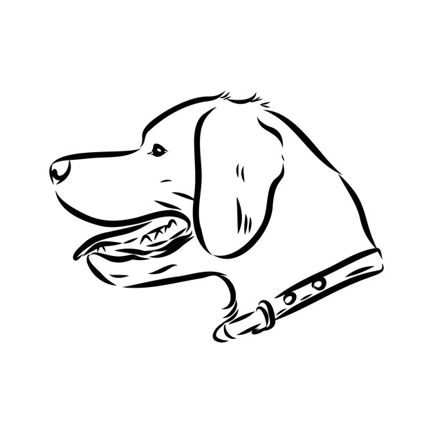 Esbozo vectorial del perro bretón español bretón epagnole