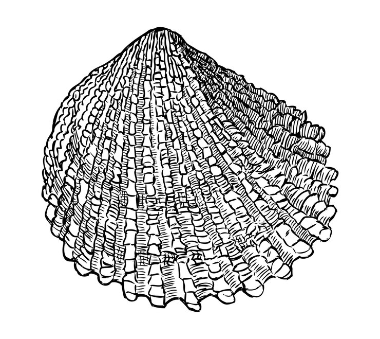 Vector esbozo vectorial de una sola concha de mar dibujado a mano aislado en blanco