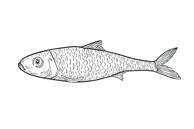 Esbozo vectorial de tinta blanca y negra de sardina Ilustración monocromática de peces como arenque de sartena y anchoa por grabado dibujado a mano Arte de línea de peces de mar dibujo de grabado para logotipos, envases y diseños marinos