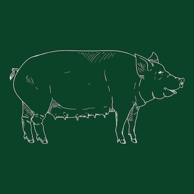 Esbozo vectorial con tiza Ilustración dibujada a mano por cerdo