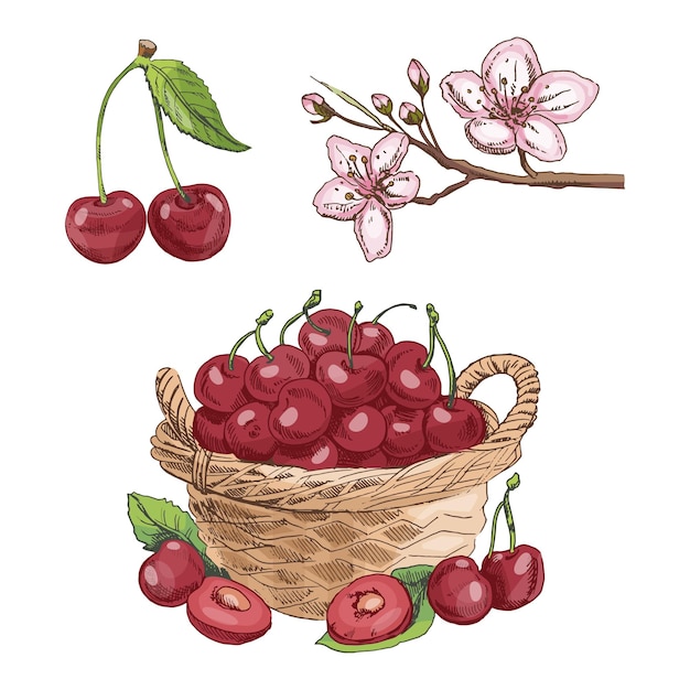 Esbozo vintage dibujado a mano de la canasta de frutas de cereza y las flores de color y monocromático aislado