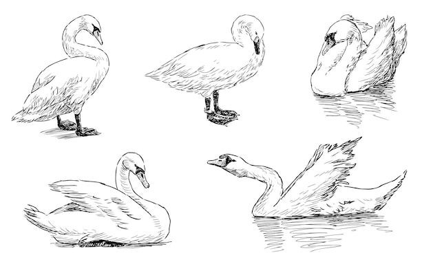 Esbozos de cisnes con aves en rebaño flotando ilustración vectorial realista dibujada a mano