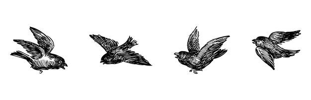 Esbozos de cuatro gorriones voladores aves vector ilustrado a mano aislado en blanco