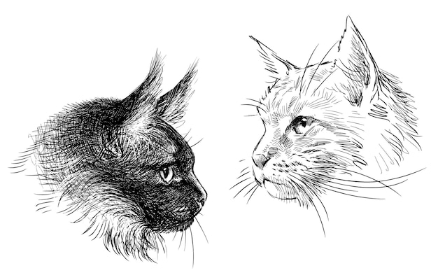 Esbozos de dos cabezas de gatos Maine Coon retratos realistas de mascotas ilustraciones vectoriales dibujadas a mano