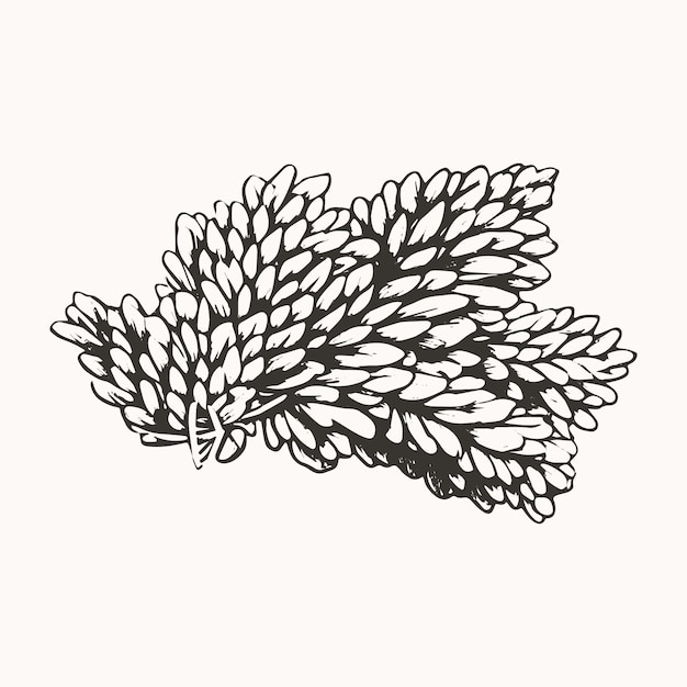 Esbozos florales Ilustración vectorial botánica antigua