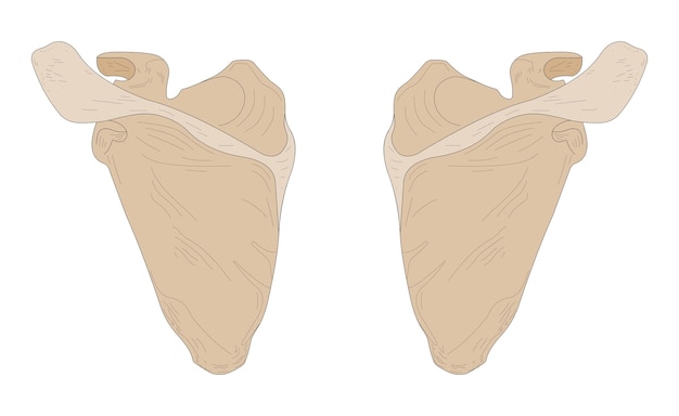 Escápula izquierda y escápula derecha Vista dorsal posterior