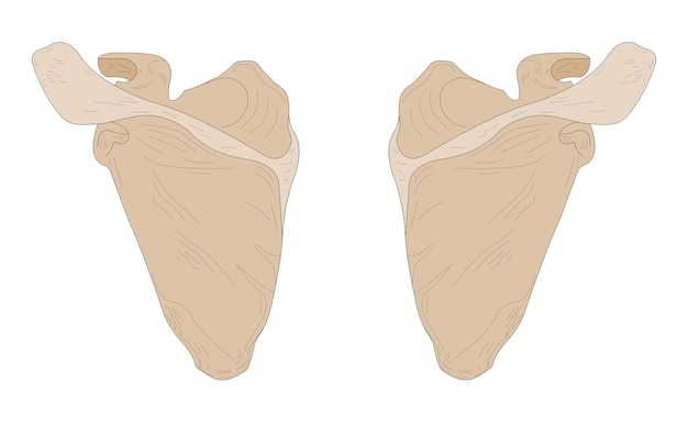 Vector escápula izquierda y escápula derecha vista dorsal posterior