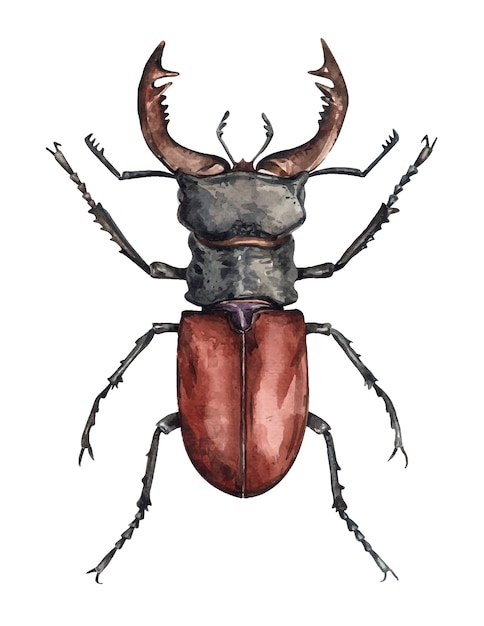 Escarabajo ciervo marrón rojizo macho acuarela