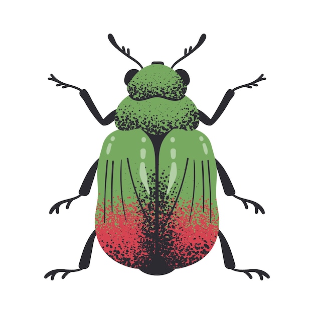 Vector escarabajo de hojas dibujado a mano insecto de hojas de rayas verdes escarabajo lindo ilustración vectorial plana aislada pequeño escaravala de dibujos animados en blanco