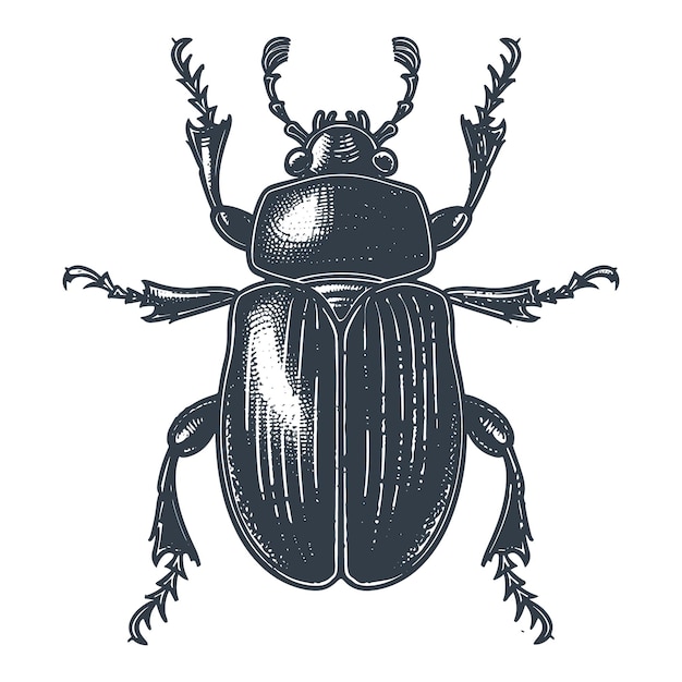 Escarabajo negro Vector de estilo de grabado en madera vintage