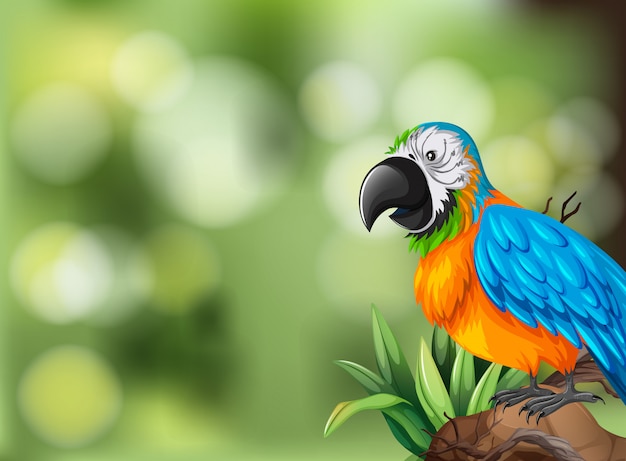 Vector escena de fondo colorido loro