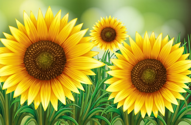 Escena con girasoles en jardín