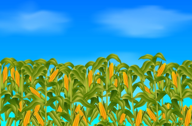 Vector escena de la granja con maíz fresco