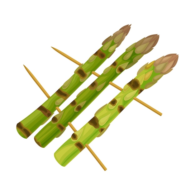 Espárragos asados a la parrilla con tiras aisladas en una ilustración vectorial de fondo blanco