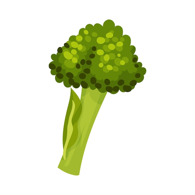 Vector espárragos realistas brócoli objeto vector vegetal bocadillo vegetariano y nutrición