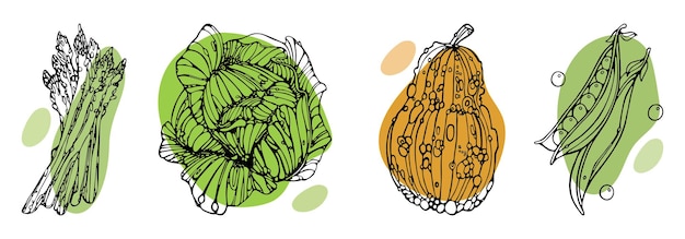 Espárragos, repollo, calabaza, guisantes verdes, conjunto, contorno, garabato, prima, vector, ilustración