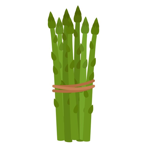 Espárragos verdes. Atado en manojo de espárragos maduros, ilustración vectorial