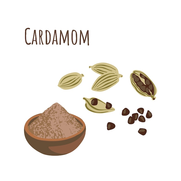 Especia de condimento de cardamomo para cocinar. ilustración vectorial