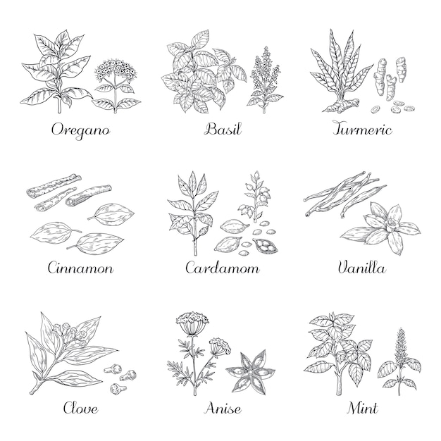 Vector especias dibujadas a mano. hierbas y verduras elementos de dibujo, orégano, cúrcuma, cardamomo, albahaca y menta.