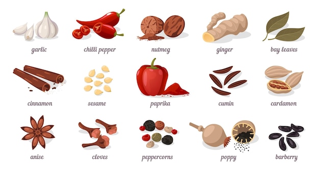 Especias de dibujos animados hierbas secas planas y condimentos para cocinar diferentes semillas y hojas de la cocina asiática e india conjunto aislado vectorial