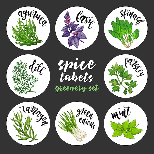 Vector especias hierbas etiquetas. conjunto de vegetación coloreada