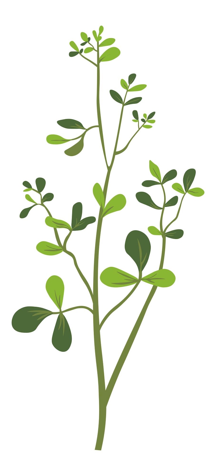 Vector especias o decoración naturales orgánicas de hierba o hierba