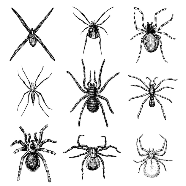 Las especies de arañas o arácnidos, los insectos más peligrosos del mundo, antiguos para halloween o diseño de fobia, grabados a mano, pueden usarse para web de tatuajes y envenenamiento, viuda negra, tarántula, comepájaros.