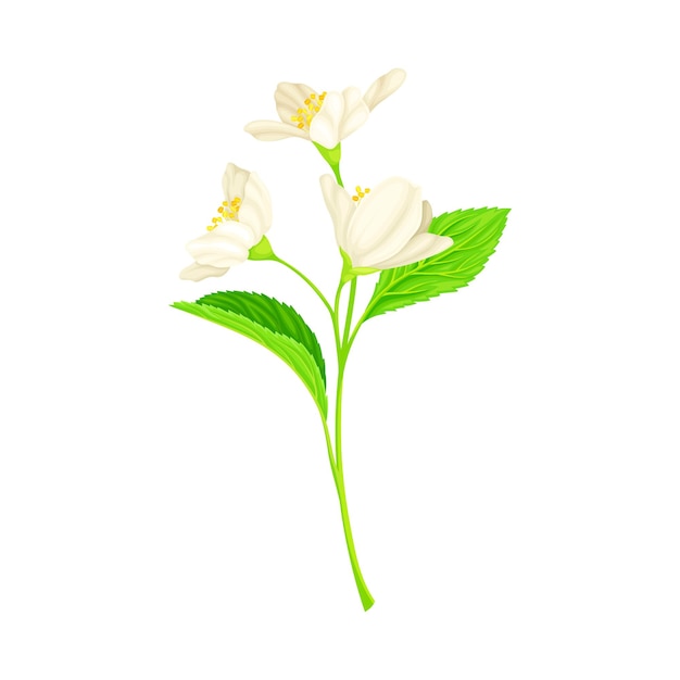 Especies de plantas de jazmín con flores blancas perfumadas y hojas pinnadas Ilustración vectorial de primer plano