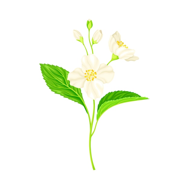 Especies de plantas de jazmín con flores blancas perfumadas y hojas pinnadas Ilustración vectorial de primer plano