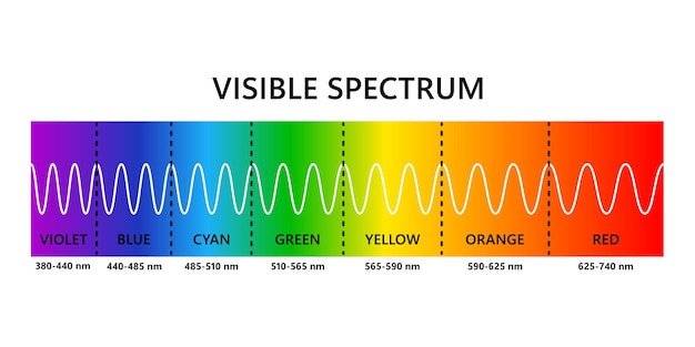 Espectro de luz visible Longitud de onda de luz óptica Espectro de color visible electromagnético para el ojo humano Diagrama de gradiente vectorial con longitud de onda y colores Ilustración educativa sobre fondo blanco